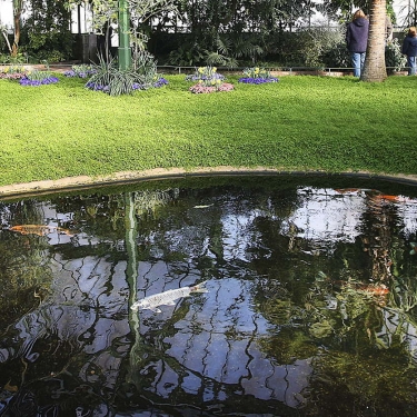 Speziallösung Teich mit Kois im Tropenhaus