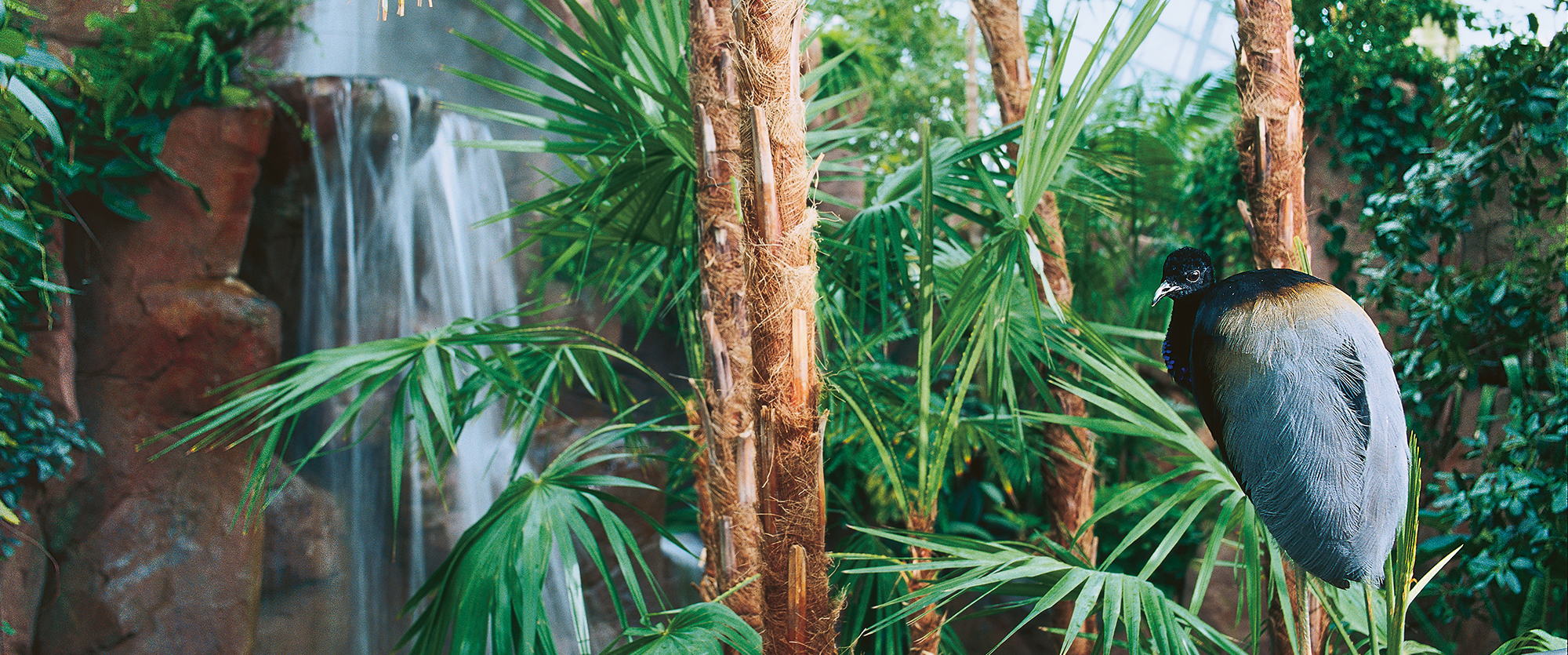 Specialized solution in the tropical house of the Wilhelma with palm trees and tropical birds